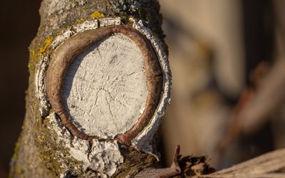 Safe and Efficient Land Management With Stump Removal Services Mittagong NSW