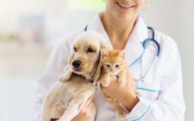 What to Expect When You Visit a Local Animal Hospital Melton South With Your Pet
